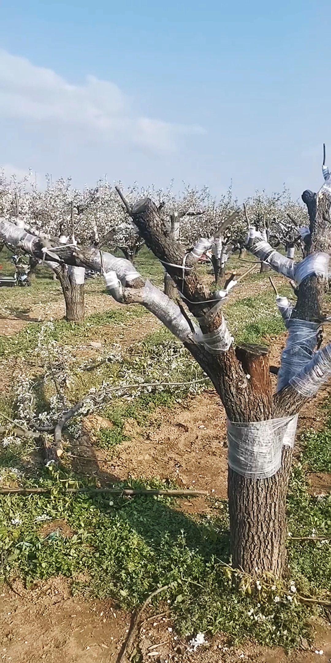满树成花也要嫁接,梨树改良优质品种