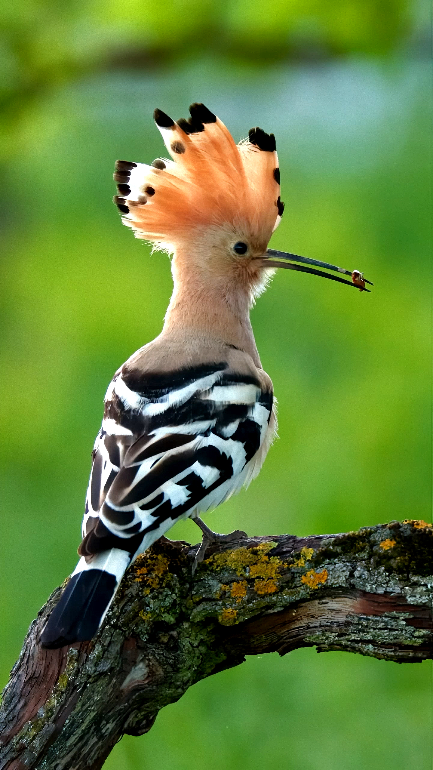 探纪自然#戴胜鸟的钳子嘴,扇子发型真时髦-度小视