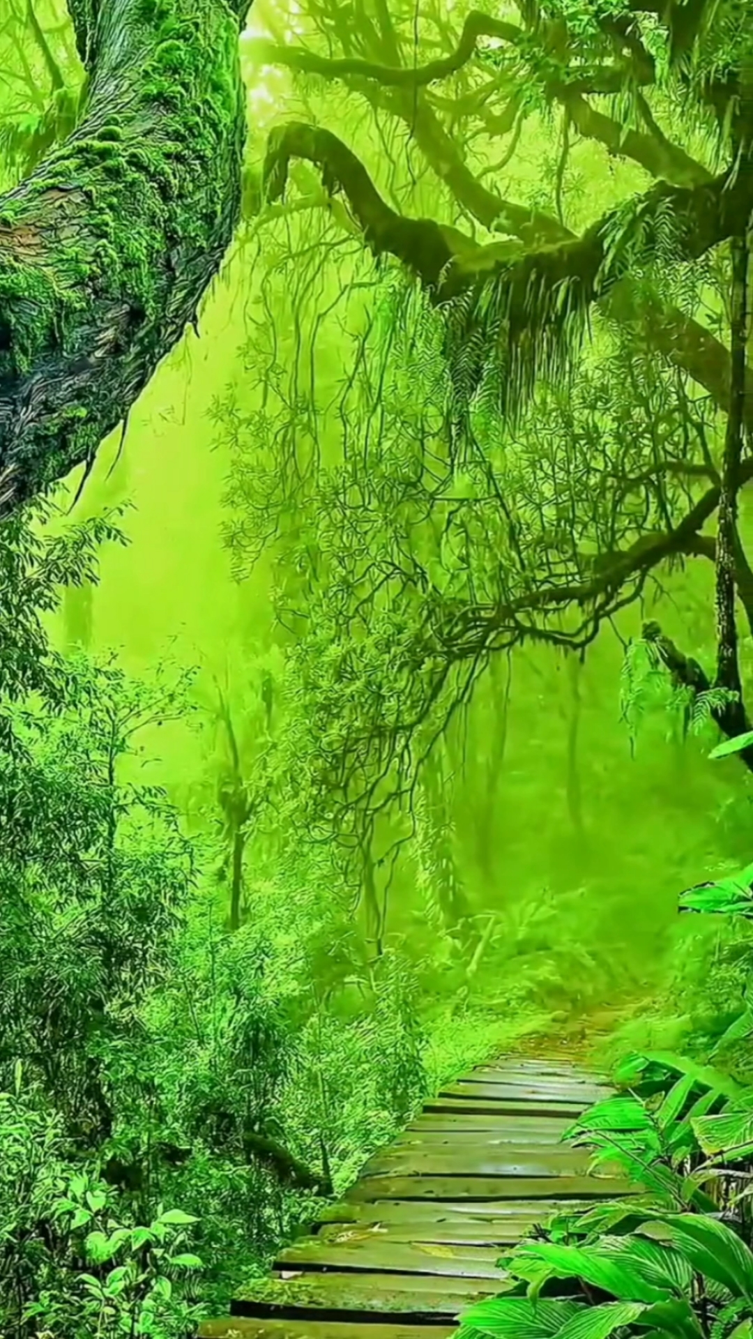 旅游进行时自然美景雨后清晨的原始森林