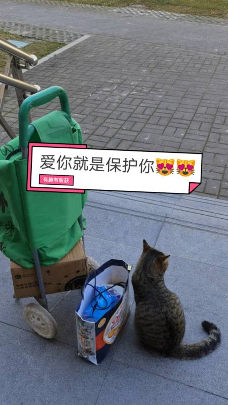 关爱流浪猫#爱就三个字——保护你!