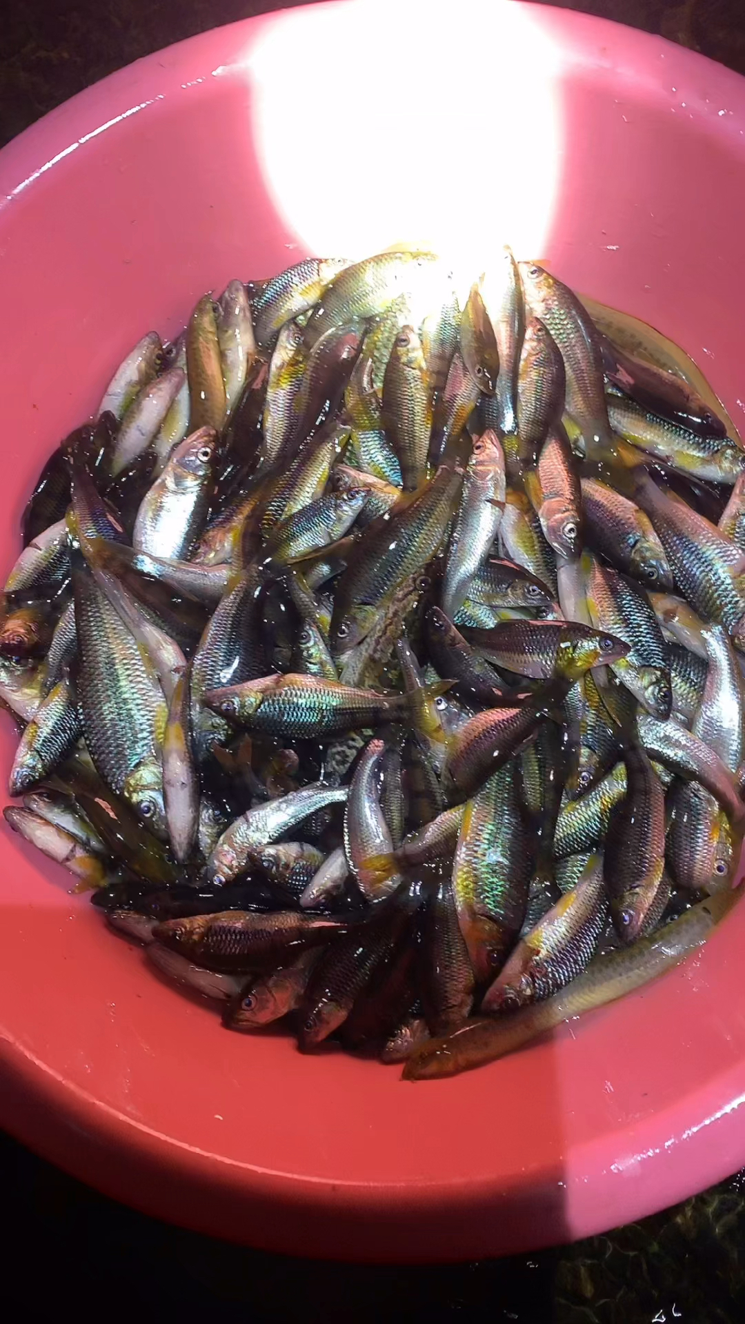 #野生溪石斑#听很多朋友说这种鱼只有在农村才有,在城市里面有钱都买