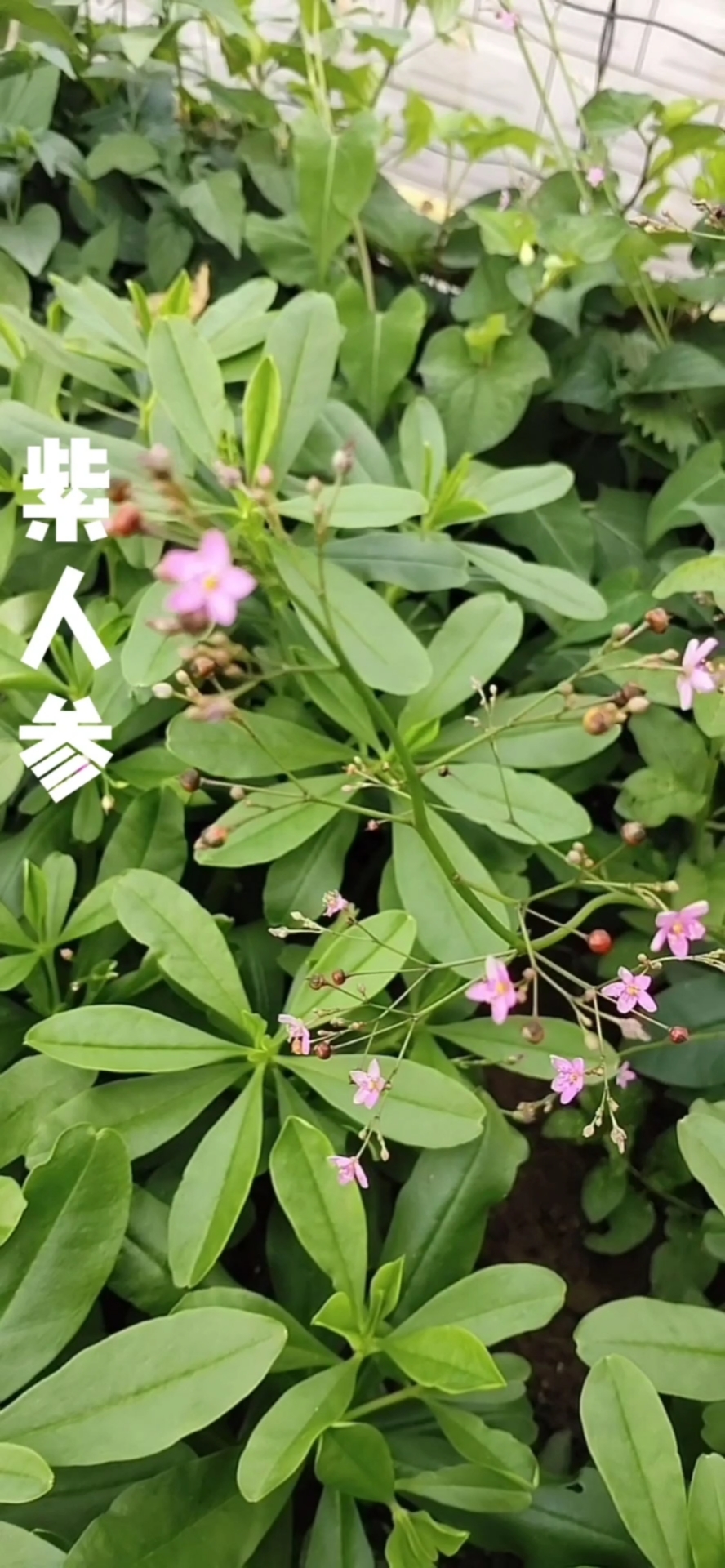 认识中草药#紫人参
