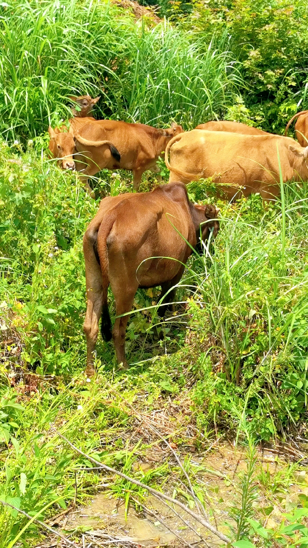养牛#18头土黄牛要卖12万,贵州兴义老板实地看牛后给108000,养殖户