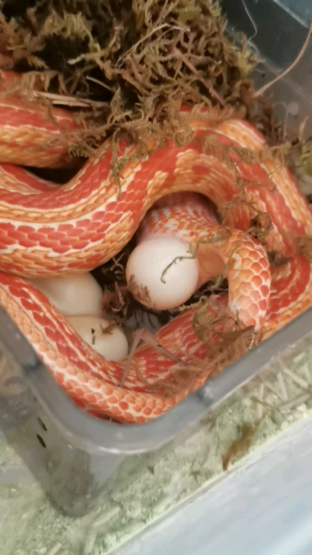 小小爱宠萌化你#宠物蛇下蛋过程