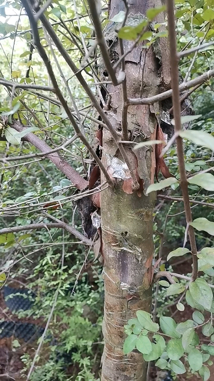 千奇百怪盆景桩独杆文人雀梅