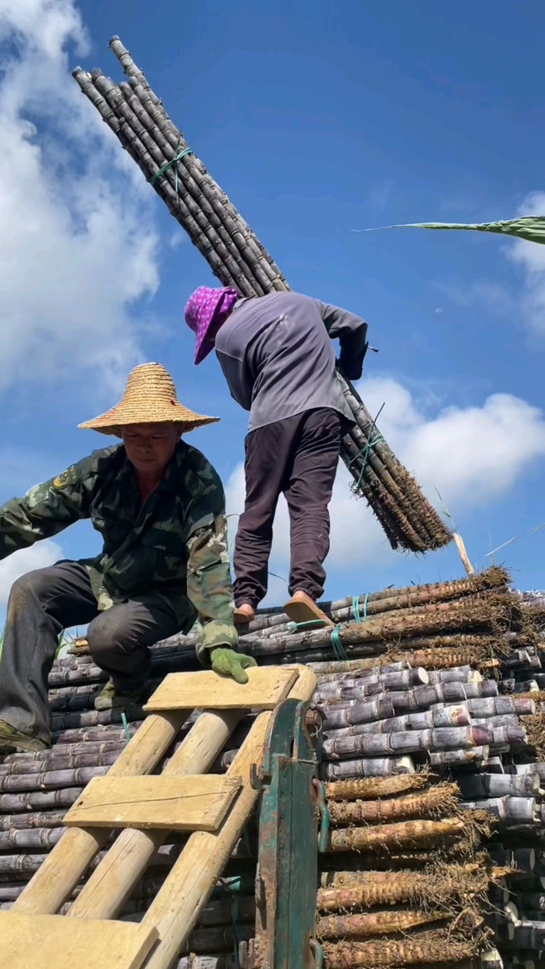 甘蔗#今天甘蔗继续装车,35°高温大太阳下背甘蔗,搭的梯子也烂了