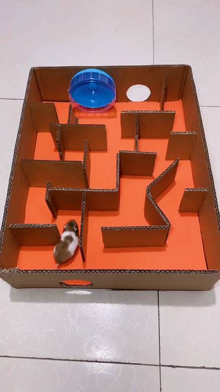 手工制作用纸板做一个迷宫