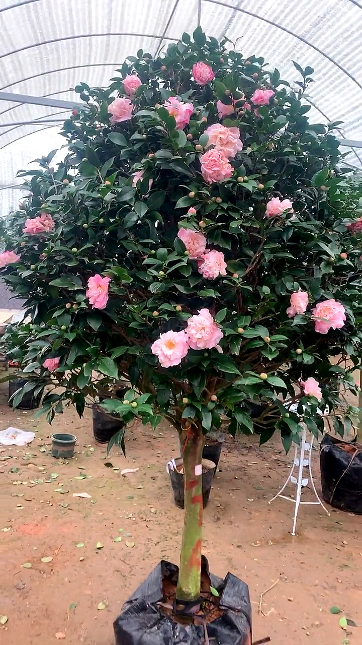 香妃茶花四季常青不落叶现在正是花期,适合庭院别墅栽植