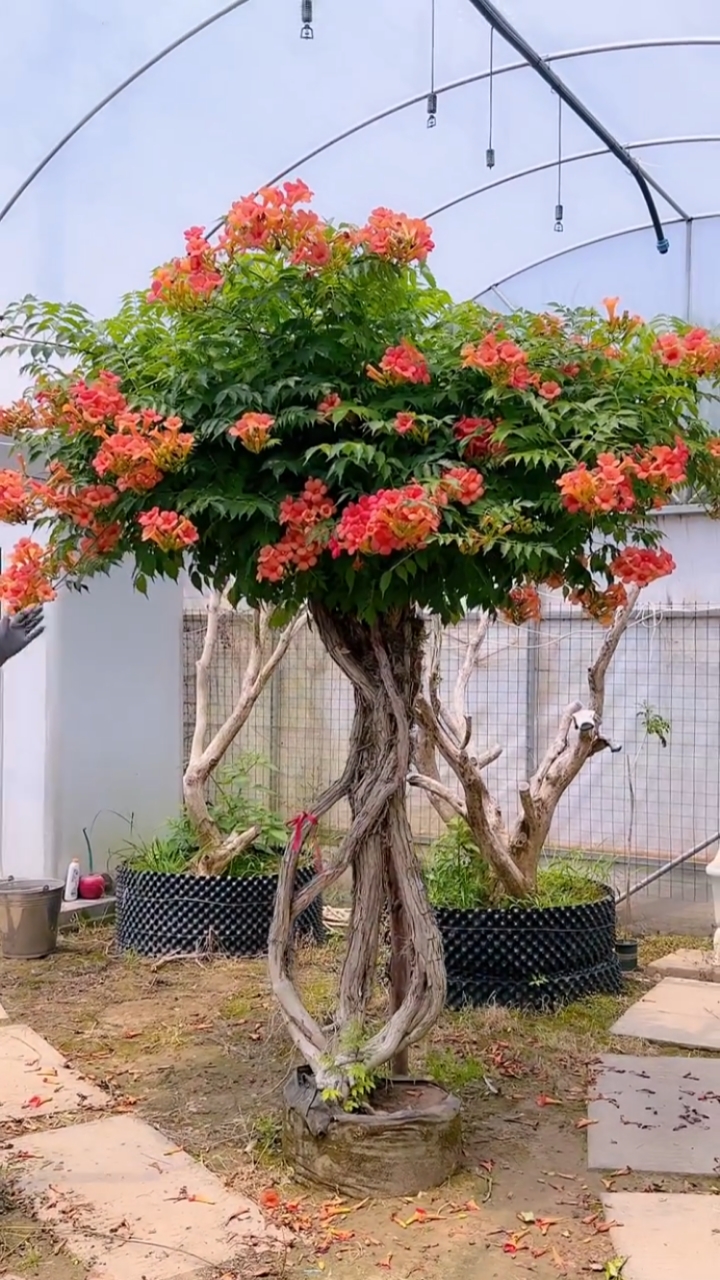 爬藤凌霄花耐寒耐高旱南北方都可以栽植花开整个夏天