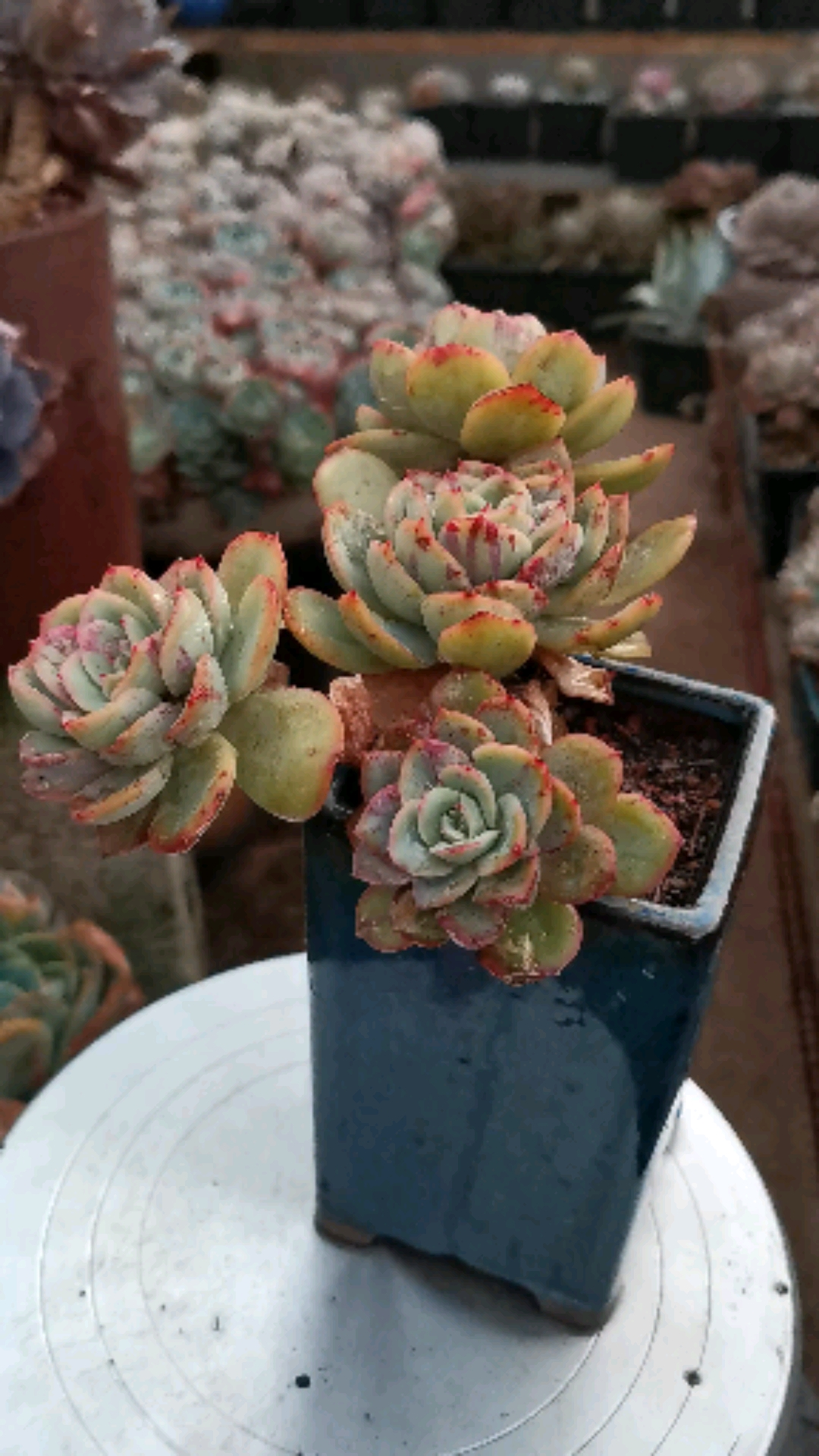 晨露老桩,今早数了下各种晨露老桩有五十多颗,是真爱呀!