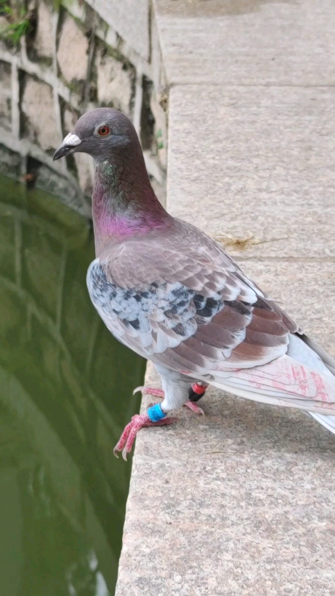 带脚环的鸽子站在湖边,考虑怎样能喝到水.-度小视