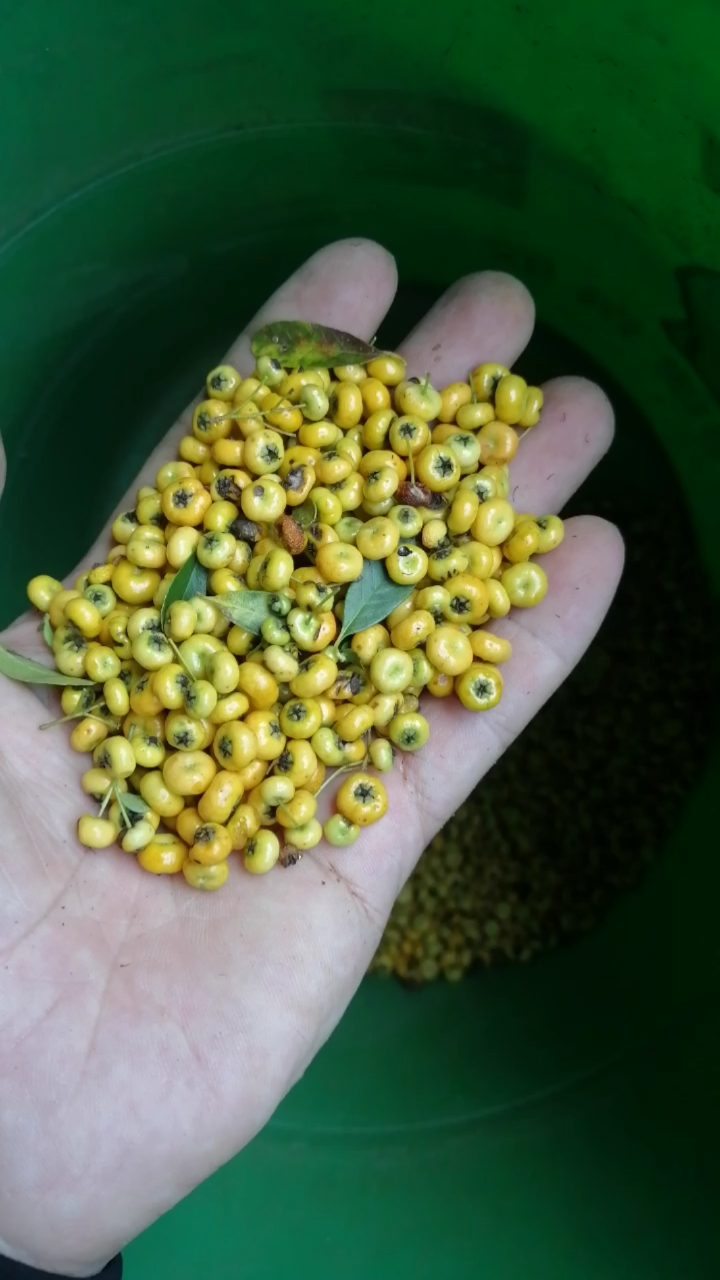 盆景#黄果火棘～准备播种!