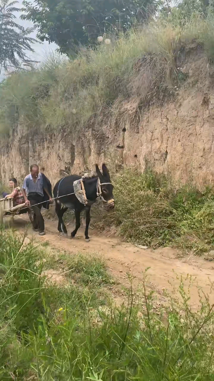 乡村生活套上驴车拉着婆姨走西口