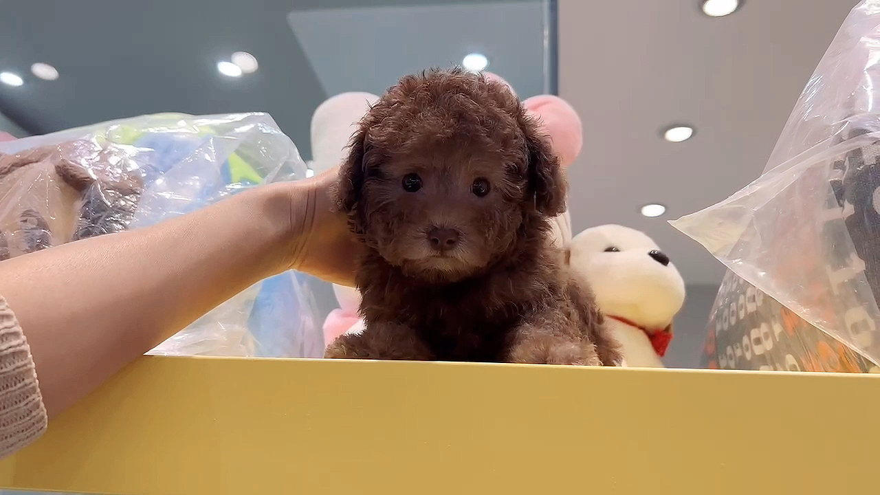 [gf]1f380[/gf]娃娃脸咖啡色泰迪弟弟