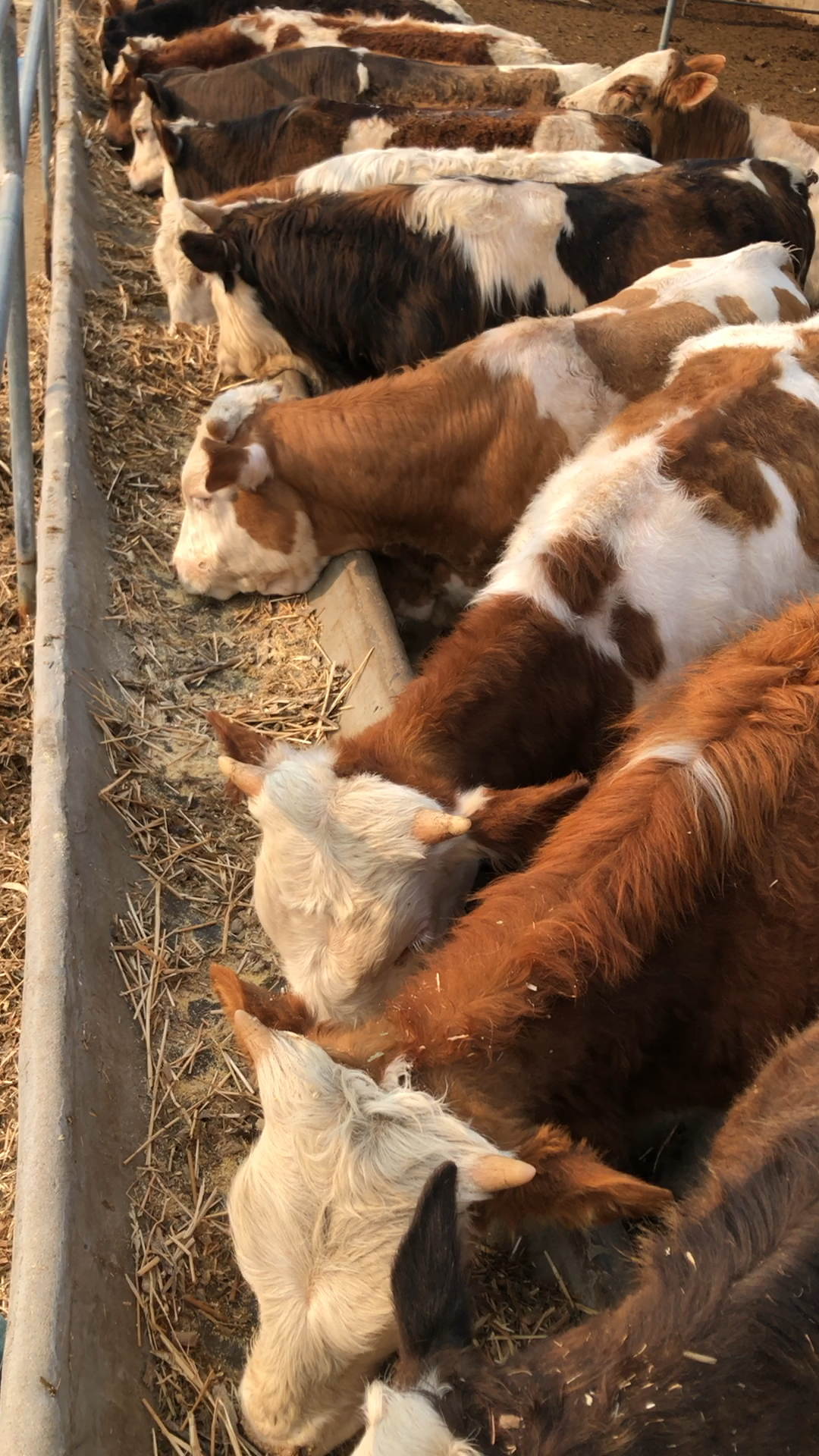 600到700斤的西门塔尔育肥小公牛