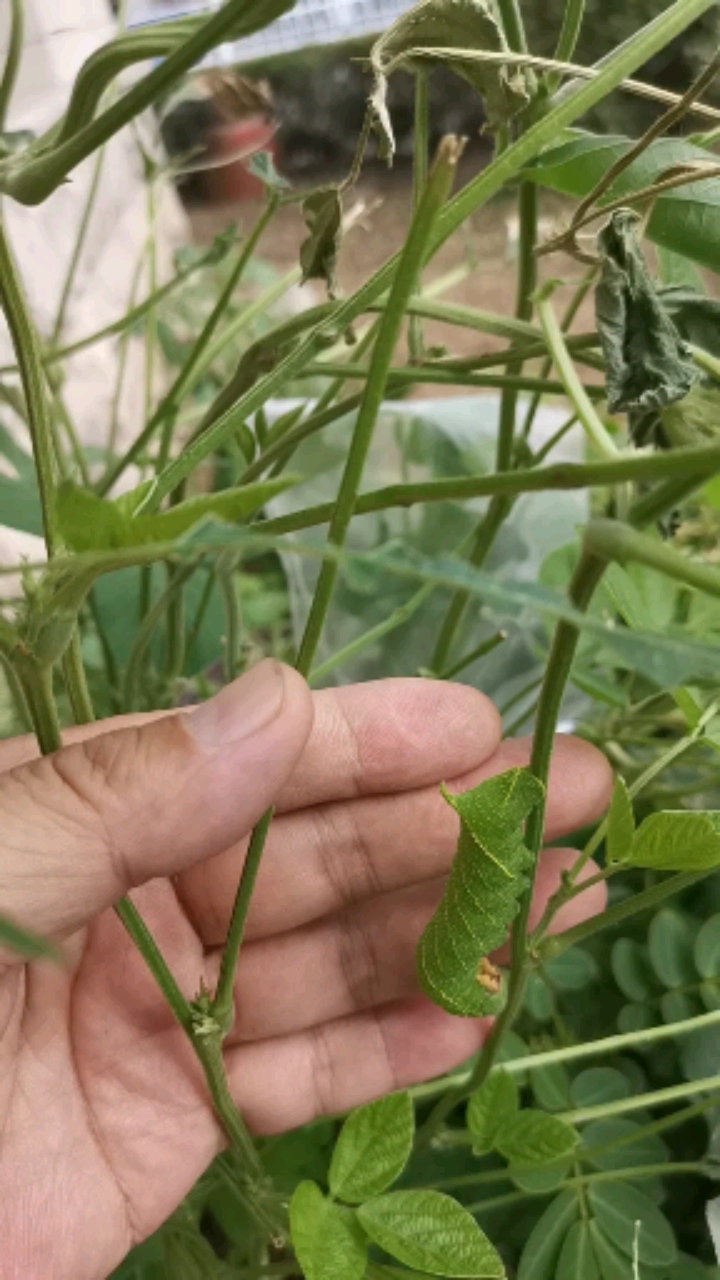 豆丹虫把豆子叶子快要吃光了,看看虫子长的大吗?