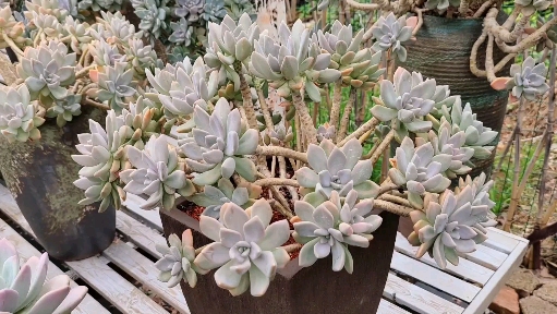 多肉植物#一年四季都可以美的冬美人老桩,谁说它普通?