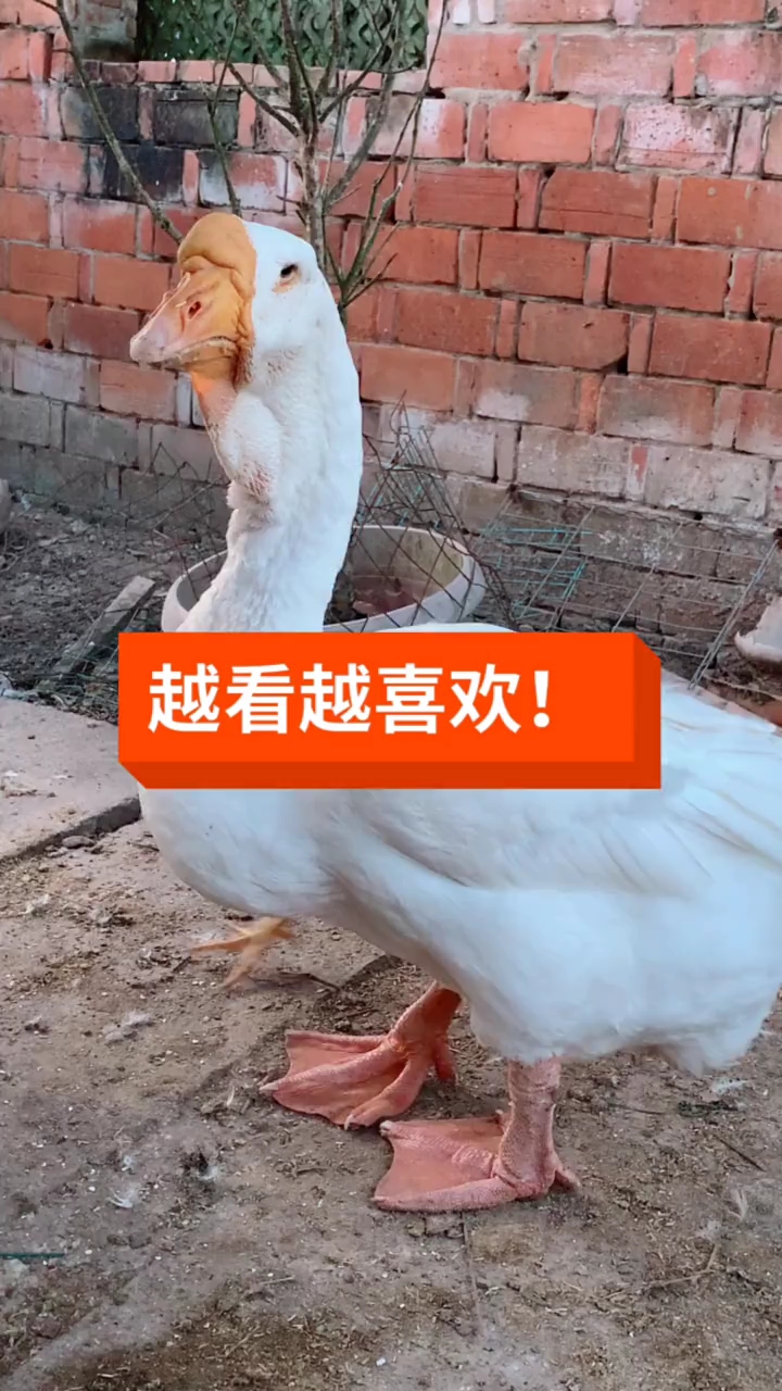 20多斤的母白狮头鹅