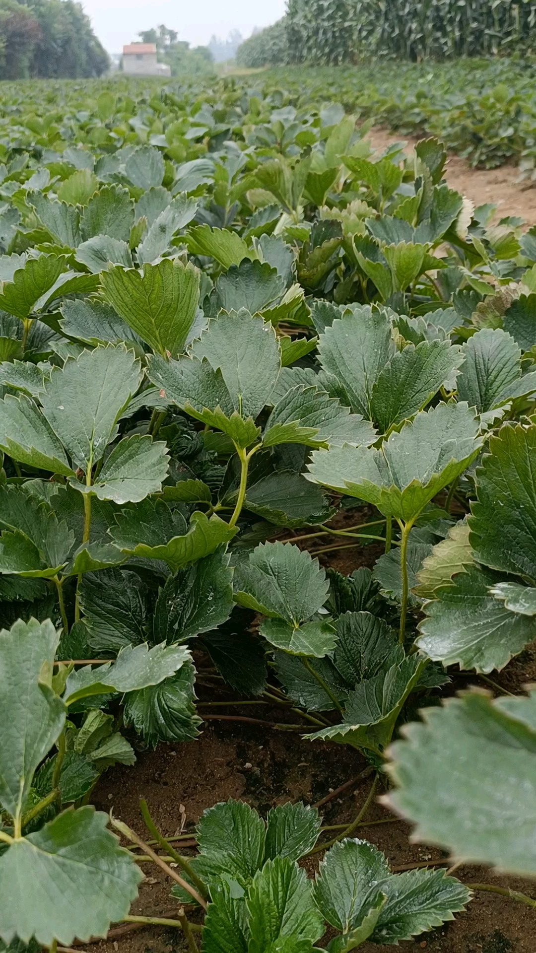 大叶红颜九九草莓苗基地,苗木粗壮根系发达