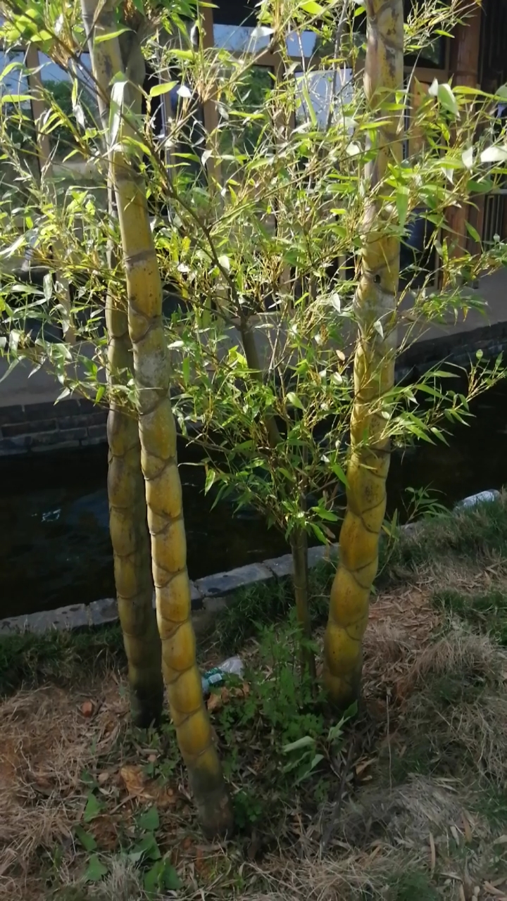 认识植物#李时珍笔下的蕲春四宝之一蕲竹