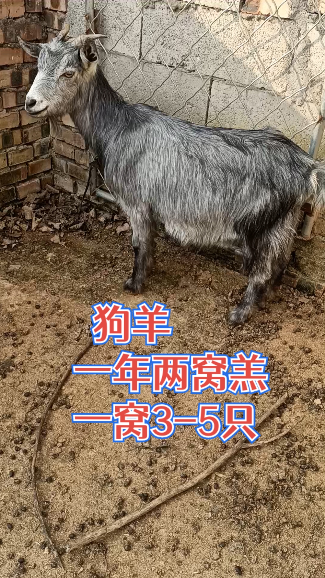 农村养殖#鲁西南国宝青山羊又叫狗羊,一年两窝羔,一窝3-5只,适合农家