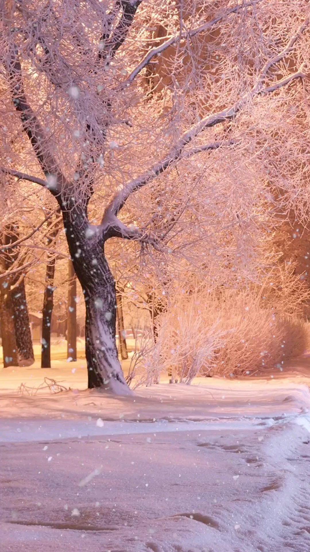 大自然美景冬季的飄雪很美喜歡看落雪喜歡這個季節