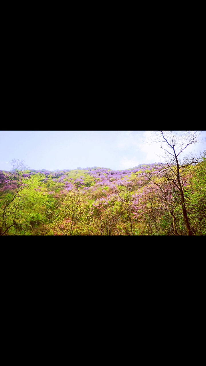 太平峪西寺沟紫荆花图片