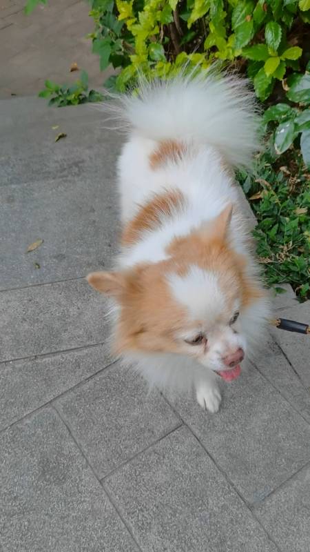 我家萌宠成精了#可爱的小花狗