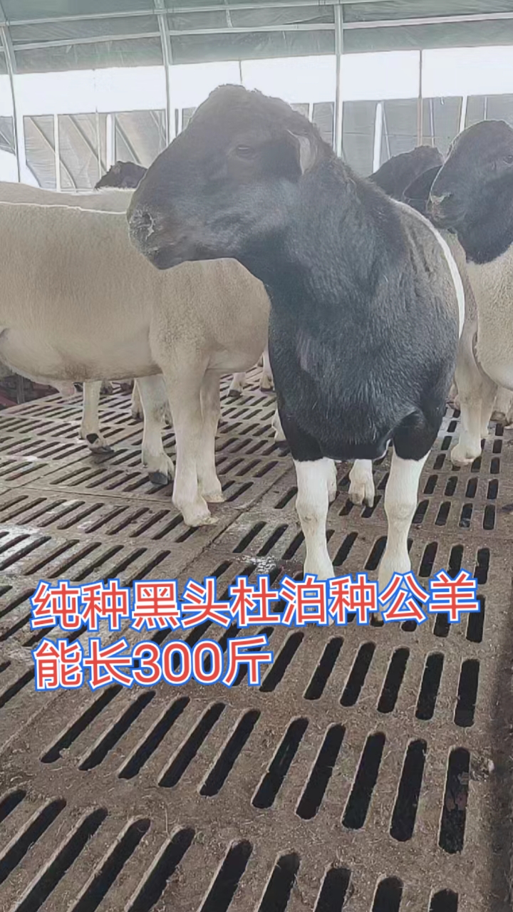 养羊#黑头杜泊种公羊长势快体型大,双脊双背,有喜欢的朋友留言