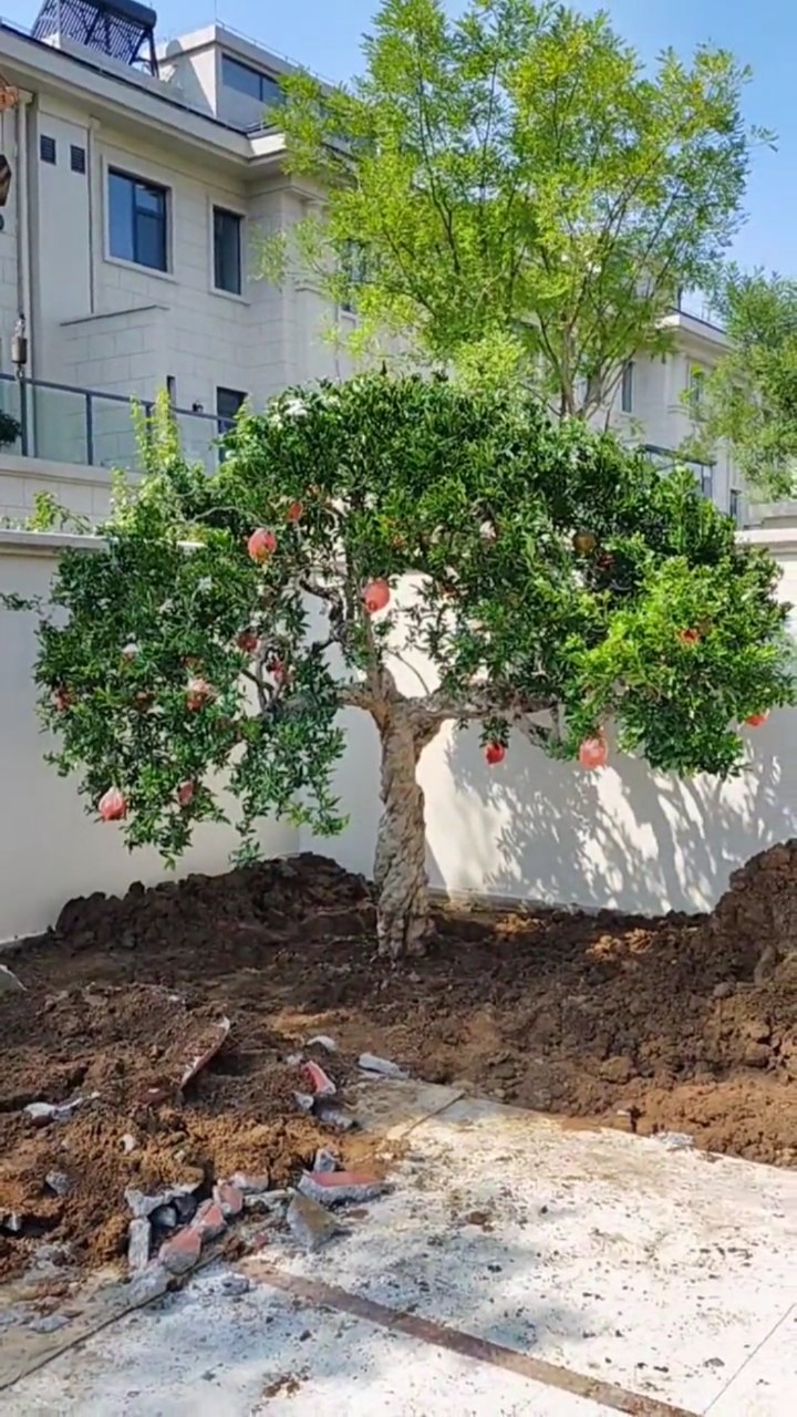 别墅设计#庭院地栽石榴树施工,粗壮旺盛树形优美硕果累累,石榴寓意