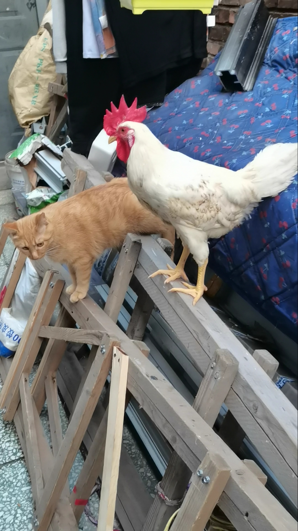 考考眼力,猫妹旁边站的那只大公鸡叫什么名字?