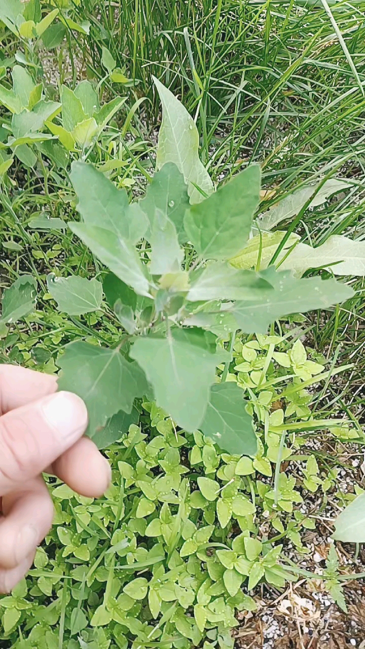 灰灰菜 药用价值图片