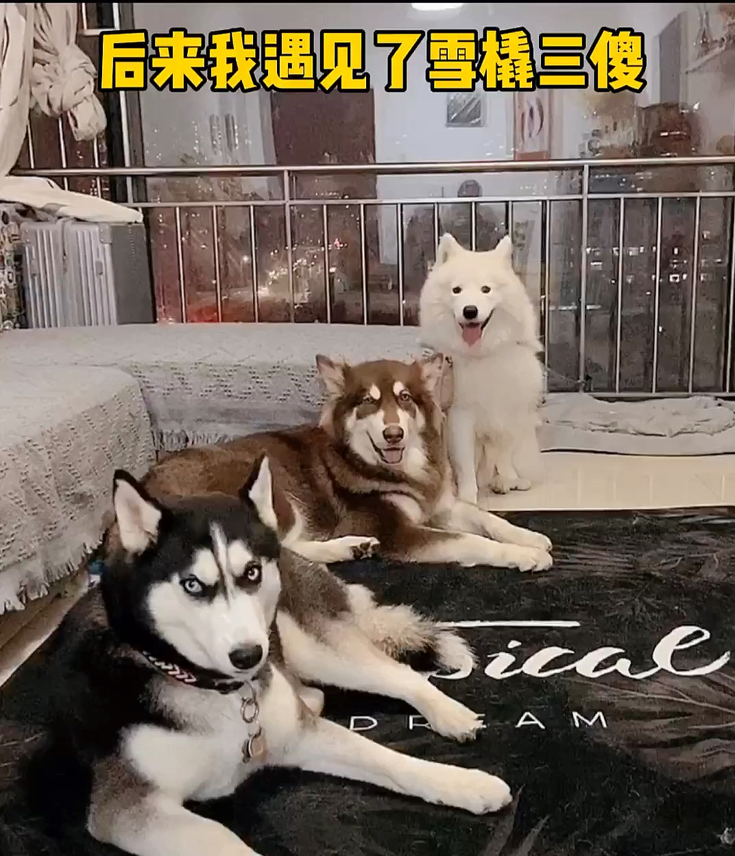 我家萌宠成精了后来我遇见了雪橇三傻变成了人家沙雕王