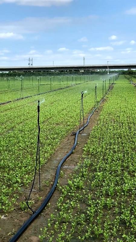 破壳计划#地插旋转微喷喷头安装视频教程,地插微喷,喷灌安装间隔纠腚