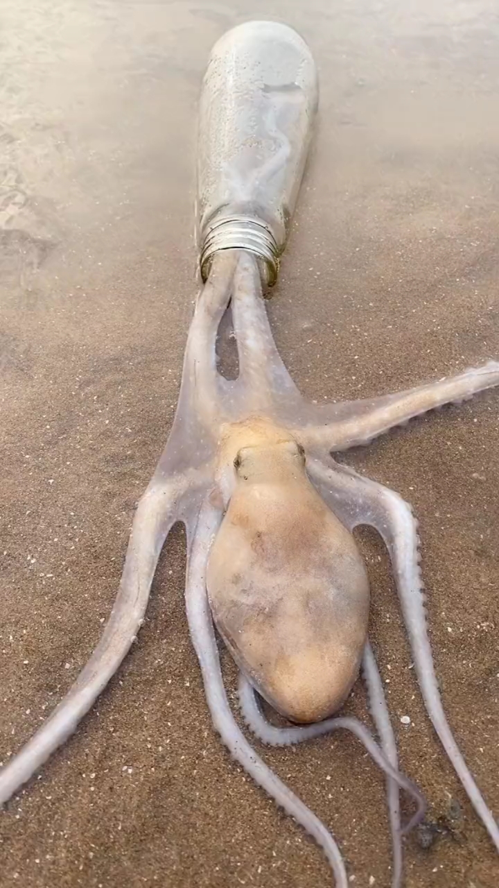 自制抓八爪鱼小陷阱又来一只