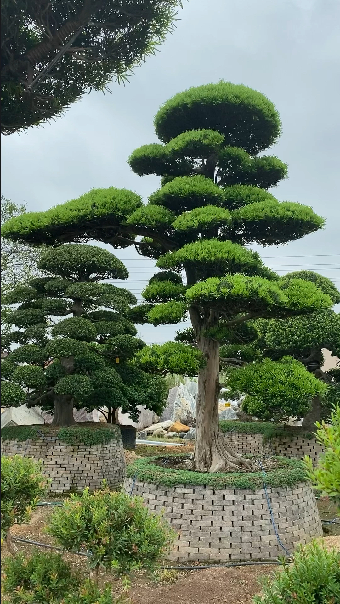 百万雄师罗汉松