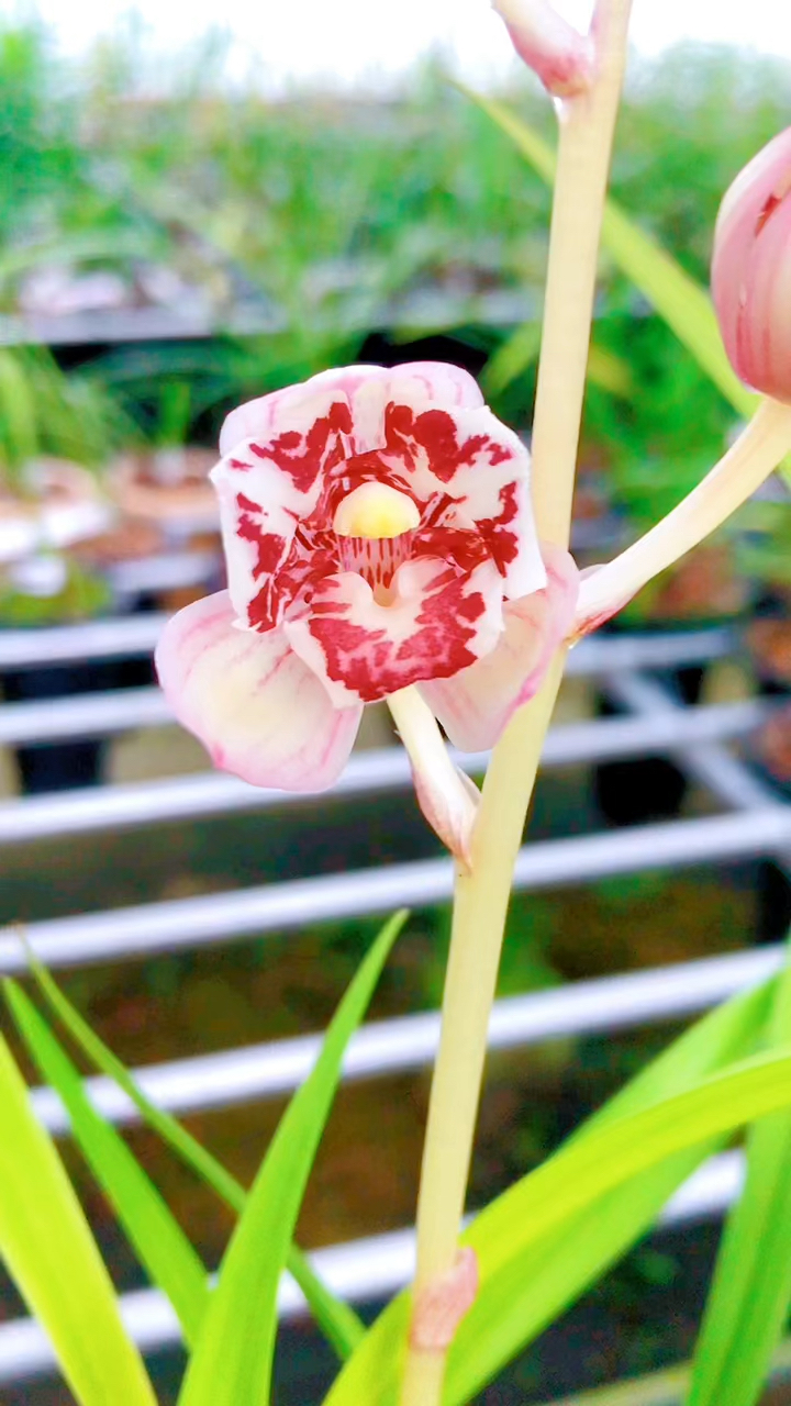 兰花建兰凤舞九天荷瓣三星蝶