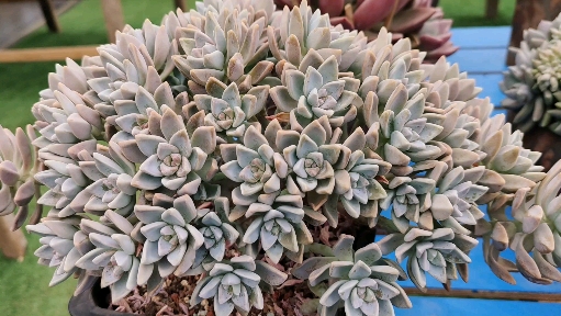 多肉植物#虽然有点缺水,但是颜值依旧在的淡雪缀化,潜力很大哦!