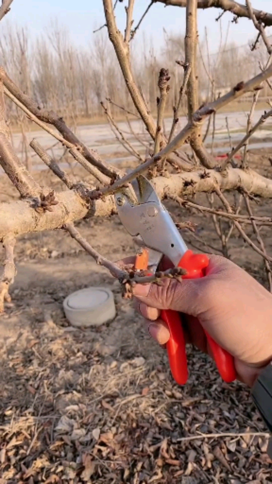 大樱桃树修剪,在留就长荒,喜欢的朋友转发一下#大樱桃树苗#果树#农业