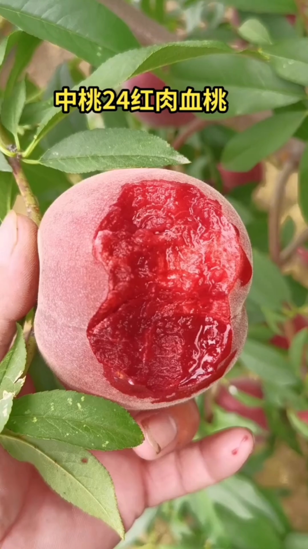 中桃24红肉血桃,南北方可种植,亩产110颗