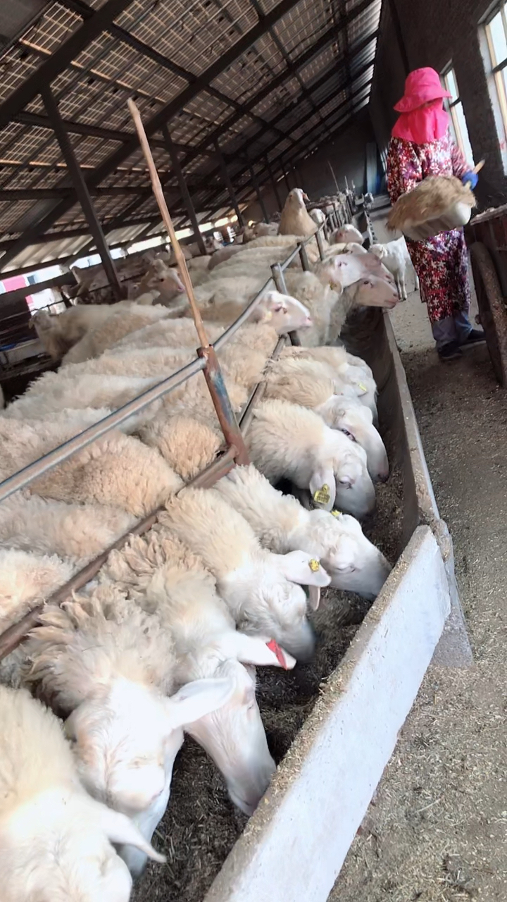 纯种湖羊,多胎多羔,两年跑窝