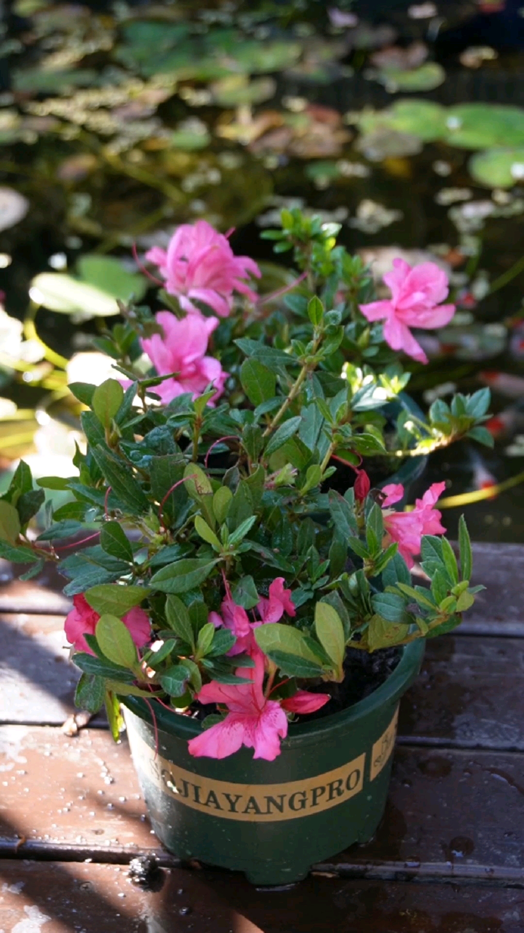 分享养花经验#喜欢养花的人,花园里一定不能少盆安酷杜鹃-度小视