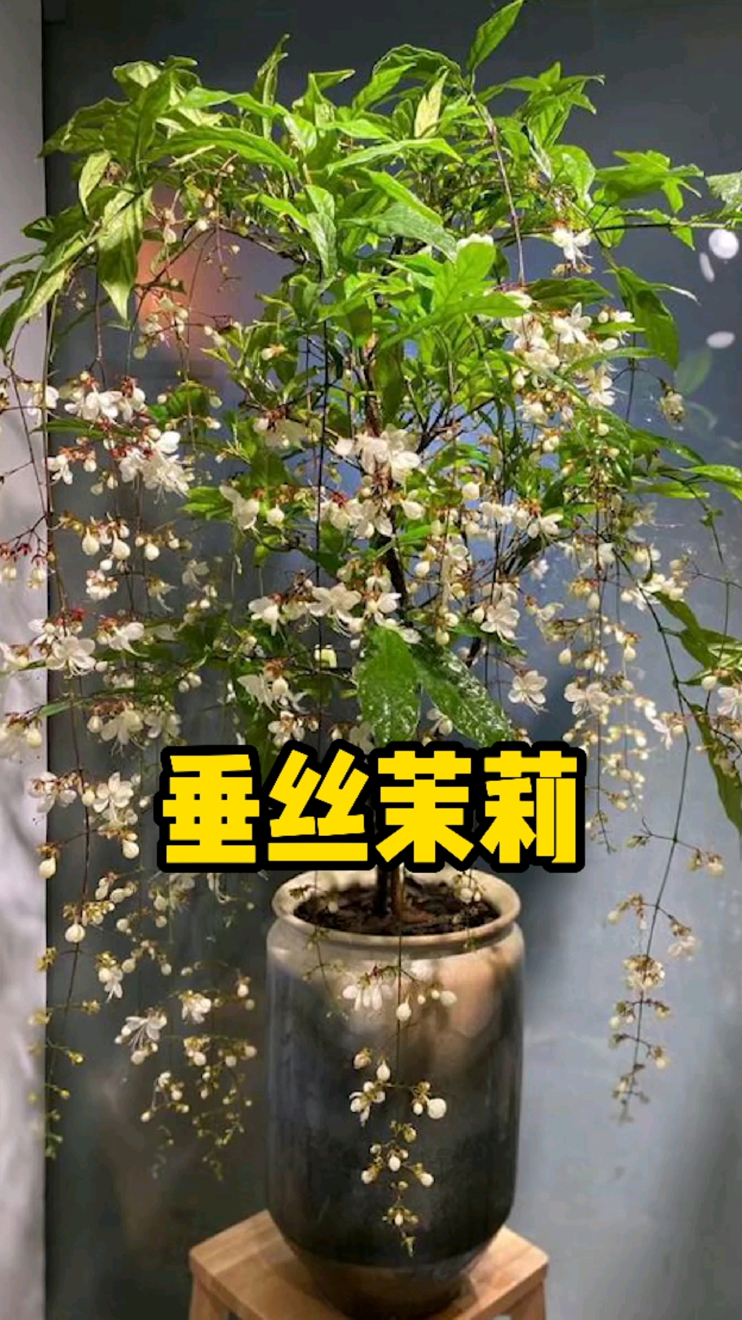 分享养花经验#垂丝茉莉,开花时满屋飘香,仙气十足