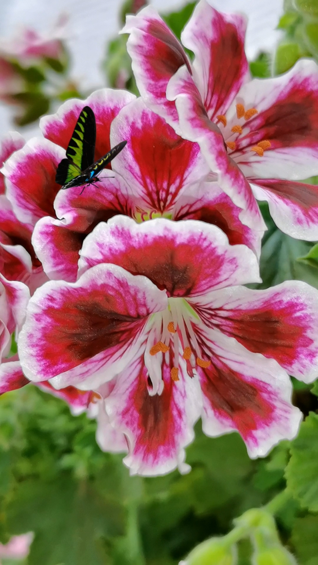 满屏紫气东来,有幸者:吉行万里路,风生水起交好运.