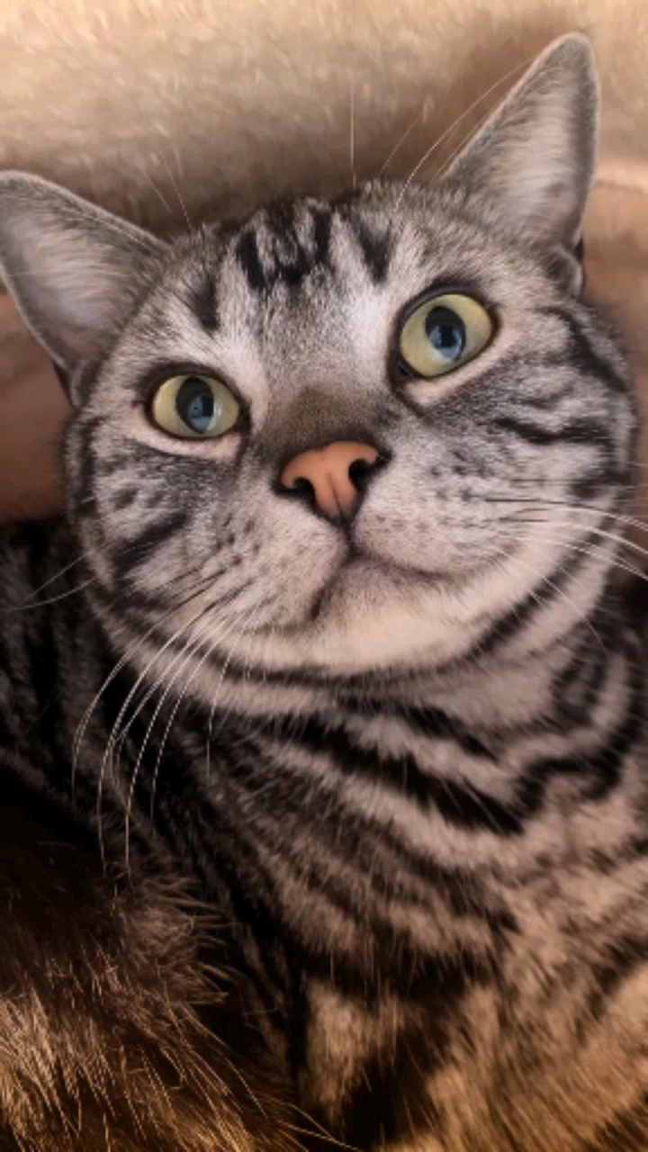 我家萌宠成精了#ko掌柜的邪笑有帅到你吗,你看了几遍?