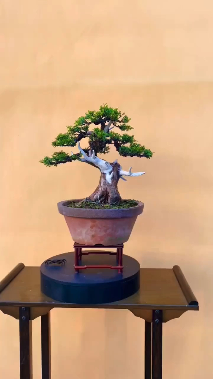 盆景#进口宫阪系鱼川小品