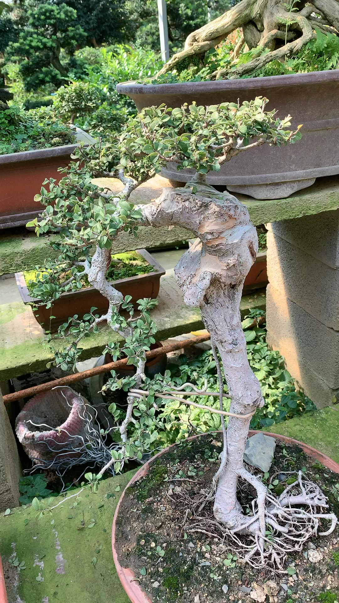 文人造型榆树盆景