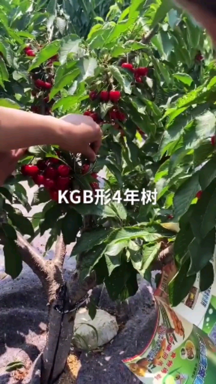 樱桃kgb树形产量图片