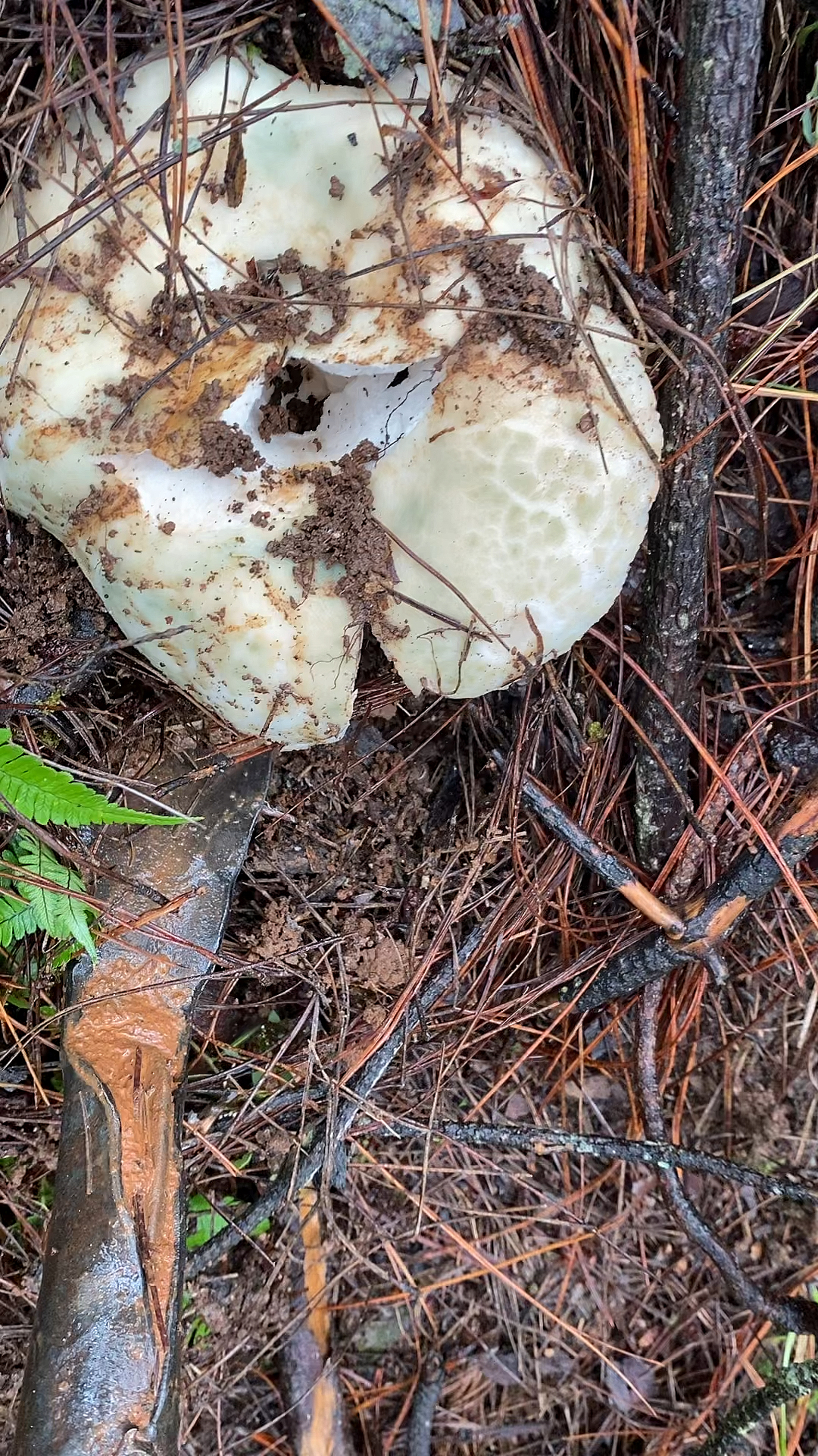 云南大理洱海边青头菌
