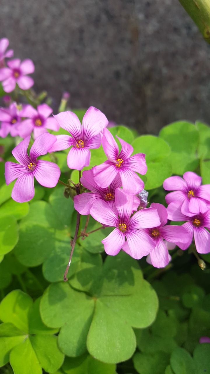 酢浆草花虽小却很漂亮